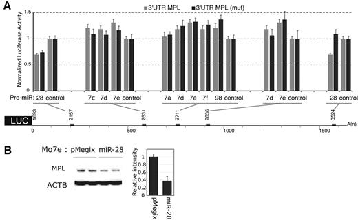 Figure 1. miR-28 recognizes the MPL 3′UTR and inhibits its translation. (A) γ2A cells were cotransfected either with 0.8 μg MPL 3′UTR luciferase reporter (gray histograms) or MPL 3′UTR luciferase reporter mutated for the site of interest (black histograms) and either 40nM Pre-miR-28, Pre-let-7a, 7c, 7d, 7e, 7f, Pre-miR-98 or Pre-miR-control. Values represent the mean luciferase activity ± SD of 3 independent experiments relative to Pre-miR-control transfected cells. The 1680 nt MPL 3′UTR sequence was cloned after the stop codon of the luciferase and is represented with the mRNA coordinates of the putative miR binding sites (gray boxes). (B) Mo7e cells were transduced with a bicistronic retroviral vector expressing miR-28 together with the green fluorescent protein (GFP). After sorting for equivalent GFP levels, cell lines expressing either the empty vector (pMegix) or the miR-28 expressing vector (miR-28) were subjected to Western blotting for MPL protein levels. The histogram reports MPL relative bands intensities measured on Western blot.