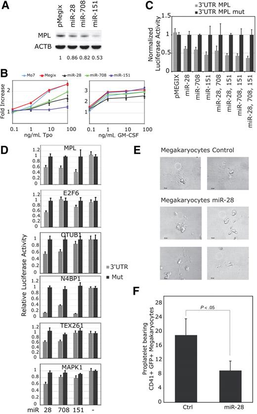 Figure 2. miR-28 and closely related miR-151 and miR-708 inhibit Tpo-dependent proliferation of Mo7e cells and target mRNAs coding for proteins involved in proliferation and apoptosis. (A) Mo7e cell lines transduced with a bicistronic retrovirus (pMegix) expressing the GFP protein along with indicated microRNAs. Western blot analyses for MPL and ß-actin (ACTB) protein levels were performed. Normalized MPL protein levels are indicated under the blots. (B) Mo7e cell lines expressing miR-28, miR-708 or miR-151 were grown in the presence of indicated amounts of Tpo or GM-CSF (granulocyte macrophage–colony-stimulating factor) for 4 days. Cell proliferation is represented as fold increase compared with cell lines grown without cytokines. Shown are averages of triplicates ± SD of 1 representative experiment of 3. (C-D) 3′UTRs () of indicated mRNAs or 3′UTRs mutated for miR-28 target sites (■) were cloned after the stop codon of the renilia luciferase in the psi-CHECK-2 reporter vector. These luciferase reporter vectors were cotransfected with miR expressing vectors. (E-F) CD34+ hematopoietic progenitors were infected with pMegix bicistronic retrovirused coexpressing miR-28 with the GFP or the control retrovirus expressing only the GFP. After 14 days of culture, proplatelet-bearing CD41/GFP-positive megakaryocytes were counted. Shown in panel E are numbers of proplatelet-bearing CD41/GFP positive megakaryocytes (average of triplicates + SD of 1 representative experiment).