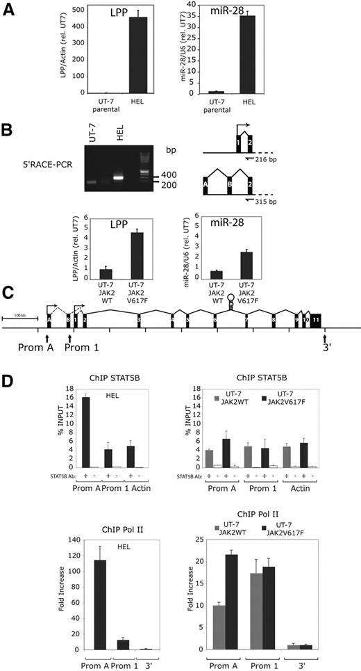 Figure 5. LPP, the miR-28 host gene, is overexpressed in HEL cells through the transcriptional activation of an upstream alternative promoter bound by STAT5. (A) Relative expression of the LPP (LIM domain lipoma-preferred partner) transcript and miR-28 in the indicated cell lines. The LPP level in UT-7 parental and UT-7 JAK2 WT cell lines have been arbitrarily set at 1. (B) 5′-Rapid amplification of cDNA Ends (RACE)–PCR: a nested PCR on cDNA integrating an adaptor sequence at the 5′end of the LPP transcript amplified a 200-bp band in UT-7 and a larger 300- to 400-bp band in HEL cell lines. After sequencing, the 216-bp band amplified from UT-7 contains exon 1 and 2 of the LPP gene. The 300- to 400-bp band amplified from HEL contains 2 alternative exons (A and B) and exon 2 of the LPP gene. (C) A schematic view of the human LPP gene (LIM domain lipoma-preferred partner) represented with its 11 exons (black boxes), the 2 alternative exons (A and B) and the pri-miR-28 stem loop sequence in intron 6. The 2 identified promoters are indicated by arrows and labeled as Prom A (alternative) and Prom 1 (normal start site). (D) Quantitative PCR on indicated targets after chromatin immunoprecipitation (ChIP) relative to the starting DNA quantity before immunoprecipitation (% INPUT ± SD). Gray and black histograms represent ChIP performed on JAK2 WT and V617F UT-7 cells or UT-7 and HEL cells, respectively. White histograms are negative controls. The actin gene amplification (ACTB) was used a negative control for STAT5B binding. Quantitative PCR for RNA pol II ChIP were normalized against a non transcribed region located outside (3′) of the LPP gene.