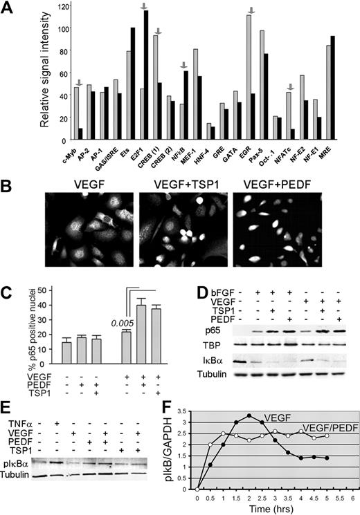 Figure 1. Endothelial NF-κB is activated by angiogenic inhibitors. (A) Protein-DNA array data expressed as the relative signal intensity of transcription factor (TF) binding in human microvascular endothelial cells (HMVECs) activated with vascular endothelial growth factor (VEGF; 1 ng/mL, gray bars) and VEGF plus pigment epithelial-derived factor (PEDF; 20 nm, black bars): the arrows indicate transcription factors altered more than 2-fold. (B) Nuclear localization of NF-κB in HMVECs treated with VEGF (200 pg/mL), TSP1 (100nM), and PEDF (20nM) as indicated, fixed, and stained for p65. Images were viewed with a Nikon Eclipse TE 2000-U microscope with a 40×/0.60 air objective and Fluoromount G imaging medium (Southern Biotech), and captured with a Nikon LH-M100 C-1 camera. Metamorph, Adobe Photoshop CS3 Extended Version 10.01, and Corel Photo-Paint 10 software were used. (C) Quantitative analysis of the experiment in panel B. P value (determined by a 1-way analysis of variance) is shown where the difference with VEGF reached statistical significance. (D-E) Western blot analysis of NF-κB activation: nuclear extracts from HMVECs treated 30 minutes with indicated combinations of bFGF (10 ng/mL), VEGF (200 pg/mL), TSP1 (100nM), and PEDF (10nM) were probed for NF-κB p65; cytoplasmic extracts were probed for IκBα (D) or phospho-IκBα (E). To assess loading, the membranes were reprobed for TATA-binding protein (TBP) and tubulin. Tumor necrosis factor-α was used as a positive control. Three independent experiments were performed with similar results. (F) Time course of NF-κB activation was determined by measurements of IκB phosphorylation in ECs pretreated with proteasome inhibitor MG132 (30 minutes, 10μM). To quantify the results of the Western blot, we measured the phospho-IκB to GAPDH ratio and plotted it as a function of time on a linear scale. A representative of 3 independent experiments is shown.