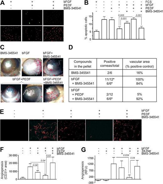 Figure 3. Chemical inhibition of NF-κB abrogates PEDF antiangiogenic function. (A-B) Endothelial cell (EC) apoptosis shown in HMVECs treated with the indicated combinations of bFGF (10 ng/mL) and PEDF (10nM), with or without BMS-345541. (A) Representative images of apoptosis detected by in situ TUNEL (green), counterstained with propidium iodide (red). (B) Quantitative analysis of the data shown in panel A. Statistical significance was determined by a 1-way analysis of variance. (C) Representative images of mouse corneal angiogenesis induced by bFGF and blocked by PEDF, with or without BMS-345541. (D) Quantitative analysis of the experiment in panel C. Angiogenesis is scored as positive corneas of total implanted or as clockwork vascular area (percentage of bFGF control). P values (determined by Fisher Exact test) are shown where significant. (E-F) Angiogenesis was induced in Matrigel plugs with bFGF (250 ng/mL) and blocked by PEDF with or without BMS-345541. Plugs were sectioned and stained for CD31 (red). Images were viewed with a Nikon Eclipse TE 2000-U microscope with a 10×/0.45 objective and Fluoromount G imaging medium (Southern Biotech), and captured with a Nikon LH-M100 C-1 camera. Metamorph, Adobe Photoshop CS3 Extended Version 10.01, and Corel Photo-Paint 10 software were used. (F) Quantification of the experiment in panel E. P values are shown. (G) DIVAA assay: angioreactors containing Matrigel with indicated compounds were implanted in the flanks of nude mice for 13 days; ECs were visualized by exposure with fluorescein isothiocyanate-lectin and quantified by fluorimetry. P values (determined by analysis of variance) are shown.