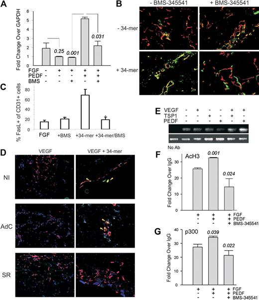Figure 5. PEDF increases FasL expression by activating chromatin at the FasL promoter. (A) Quantitative PCR showing a 6-fold increase in FasL mRNA in ECs treated with bFGF plus PEDF (P < .001) reversed by BMS-345541 (P < .031). (B) Mice were injected with Matrigel plugs containing bFGF, 34-mer peptide, and BMS-345541 where indicated. Sectioned plugs were stained for CD31 (red) and FasL (green). Colocalization of red and green fluorescence appears yellow. (C) Digital images (2 or 3 sections per treatment condition, 3 or 4 fields per section) were quantified using MetaMorph software. The percentages of the FasL-positive ECs (yellow) of the total ECs (red and yellow) were calculated. *Significantly different value from bFGF alone (P < .001). (D) Mice were injected with Matrigel containing control, noninfected HMVECs (NI), or HMVECS infected with adenoviral IκB super-repressor (SR) or β-Gal (AdC). Angiogenesis was induced with VEGF (200 ng/mL) and blocked with 100nM PEDF 34-mer peptide; 5-μm sections were stained for CD31 (red) and FasL (green) as in panel B. Images were viewed with a Nikon Eclipse TE 2000-U microscope with a 10×/0.45 objective and Fluoromount G imaging medium (Southern Biotech), and captured with a Nikon LH-M100 C-1 camera. Metamorph, Adobe Photoshop CS3 Extended Version 10.01, and Corel Photo-Paint 10 software were used. (E) TSP1 and PEDF increased NF-κB recruitment to the FasL promoter: ChIP was performed with p65 antibody, followed by PCR with primers for the FasL promoter fragment encompassing the κB consensus sequence. (F-G) PEDF increased HAT recruitment and histone acetylation at the FasL promoter: ChIP with the antibodies for AcH3 (F) and p300 (G) followed by quantitative PCR for the same fragment of FasL promoter. Note significant increases in AcH3 (P < .01) and p300 (P = .04) in the presence of PEDF. Both are reversed by the IKK inhibitor, BMS-345541 (P < .025, in both cases).