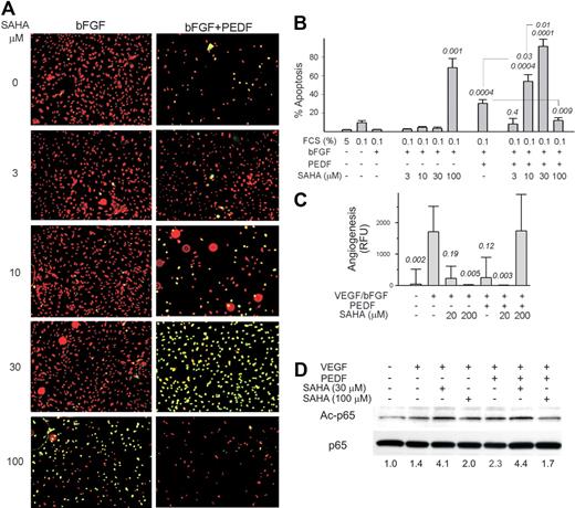 Figure 7. HDAC inhibitors have a biphasic effect on antiangiogenesis by PEDF. (A) HMVECs grown on coverslips in low serum were stimulated with bFGF and treated with PEDF (10nM) and/or HDAC inhibitor vorinostat (SAHA, 0-100μM as indicated) overnight for 16 hours; the cells were counterstained with propidium iodide (red) and apoptosis detected by TUNEL (green). Representative overlay images are shown. Apoptotic ECs appear yellow. Images were viewed with a Nikon Eclipse TE 2000-U microscope with a 10×/0.45 objective and Fluoromount G imaging medium (Southern Biotech), and captured with a Nikon LH-M100 C-1 camera. Metamorph, Adobe Photoshop CS3 Extended Version 10.01, and Corel Photo-Paint 10 software were used. (B) The experiment in panel A was quantified using MetaMorph software. Note the apoptotic effect of vorinostat alone at 100μM (P < .001), a dose-dependent enhancement of PEDF apoptotic activity by vorinostat at concentrations up to 30μM, and the inhibition of PEDF-dependent apoptosis by 100μM vorinostat. (C) DIVAA was performed with fixed concentrations of PEDF antiangiogenic peptide (the 34-mer, 100nM) and increasing doses of SAHA. Note similar cooperation between PEDF and 20μM SAHA (P < .005) and the reversal of PEDF angioinhibitory activity by SAHA at high dose (200μM, P = .03). (D) The acetylation of p65 was measured by Western blot with phospho-specific antibodies. Three independent experiments were performed with similar results. The ratio between phospho-p65 and total p65 is shown below.