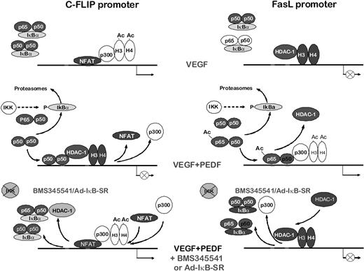 Figure 8. Scheme of NF-κB–dependent antiangiogenic events. NF-κB–dependent transcriptional events in VEGF-stimulated ECs, inhibitor-treated ECs, and inhibitor-treated ECs after NF-κB blockade.