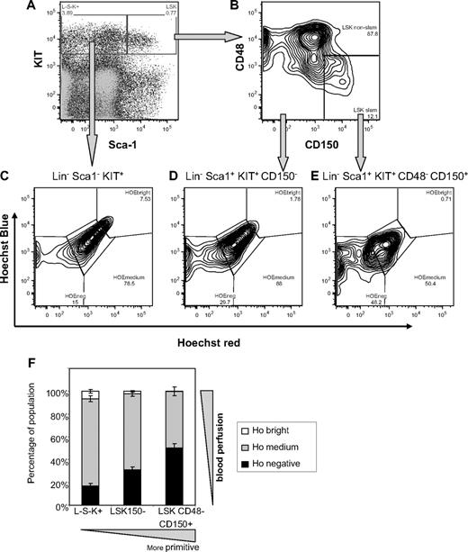 Figure 1. In vivo Ho uptake by BM HSCs and by multipotent and lineage-restricted progenitor cells according to the SLAM code phenotype. C57BL/6 mice were perfused with Ho dye intravenously 10 and 5 minutes before tissue sampling; BM cells were harvested on ice in the presence of verapamil and reserpine to block ATP-dependent transporters and stained for lineage, CD41, Sca-1, KIT, CD48, and CD150 surface antigens. (A) Representative dot plot of Sca-1 versus KIT expression on viable 7-amino-actinomycin D−Lin−CD41−–gated BM cells. (B) Dot plot of CD48 versus CD150 expression on Lin−CD41−Sca-1+KIT+ cells gated in panel A. (C-E) Representative dot plots of Ho blue fluorescence versus Ho red fluorescence of gated viable Lin−CD41−Sca-1−KIT+ lineage-restricted progenitors, Lin−CD41−Sca-1+KIT+CD150− short-term reconstituting multipotent progenitors, and Lin−CD41−Sca-1+KIT+CD48−CD150+ HSCs, respectively. (F) Distribution of Hoechst bright, medium, and negative cells among Lin−CD41−Sca-1−KIT+ (L−S−K+), Lin−CD41−Sca-1+KIT+CD150− (LSK150−), and Lin−CD41−Sca-1+KIT+CD48−CD150+ (LSK CD48−CD150+) populations. Data are average ± SD from 8 mice.