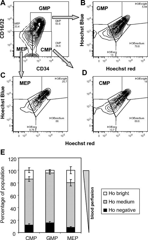 Figure 2. In vivo Ho uptake by BM myeloid progenitors. C57BL/6 mice were perfused with Ho dye intravenously 10 and 5 minutes before tissue sampling; BM cells were harvested on ice in the presence of verapamil and reserpine to block ATP-dependent transporters and stained for lineage, interleukin-7 receptor α (IL-7Rα), Sca-1, KIT, CD16/32, and CD34 surface antigens. (A) Representative dot plot of CD16/CD34 versus CD34 expression on viable 7-amino-actinomycin D− Lin− IL7-Rα− Sca-1− KIT+–gated BM cells and shows the gates representing common myeloid progenitors (CMPs), granulocyte/macrophage progenitors (GMPs), and megakaryocyte/erythrocyte progenitors (MEPs). (B-D) Representative dot plots of Ho blue fluorescence versus Ho red fluorescence of gated viable GMPs, MEPs, and CMPs, respectively. (E) Distribution of Hoechst bright, medium, and negative cells among CMPs, GMPs, and MEP. Data are average ± SD from 4 mice.