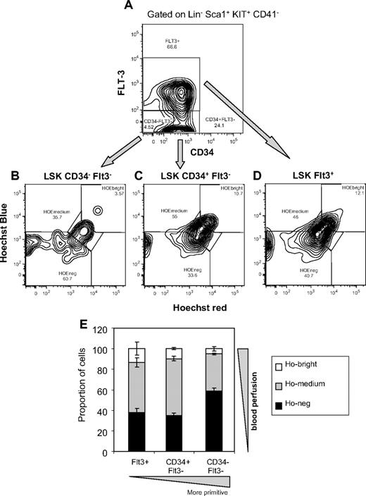 Figure 3. In vivo Ho uptake by BM HSCs and multipotent progenitor cells according to their CD34 and FLT3 expression profiles. 129SvJ mice were perfused with Ho dye intravenously 10 and 5 minutes before tissue sampling, and BM was processed exactly as described in Figure 1. BM cells were stained for lineage, CD41, Sca-1, KIT, CD34, and FLT3 surface antigens. (A) Dot plot of CD34 versus FLT3 expression on viable 7-amino-actinomycin D− LSK CD41−Sca-1+KIT+ cells. (B-D) Representative dot plots of Ho blue fluorescence versus Ho red fluorescence of gated viable LSK CD41−CD34−FLT3− long-term reconstituting HSCs, LSK CD41−CD34+FLT3− short-term reconstituting myeloid progenitors, and LSK CD41−FLT3+ short-term reconstituting lymphoid progenitors, respectively. (E) Distribution of Hoechst bright, medium, and negative cells among LSK CD41−CD34−FLT3− (CD34- FLT3-), LSK CD41−CD34+FLT3− (CD34+ FLT3-), and LSK CD41−FLT3+ (FLT3+) populations. Data are average ± SD from 3 mice.
