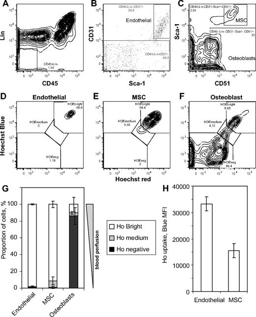 Figure 4. In vivo Ho uptake by phenotypic BM endothelial cells, MSCs, and osteoblasts. 129SvJ mice were perfused with Ho dye intravenously 10 and 5 minutes before tissue sampling, hind limb bones were taken and crushed on ice in the presence of verapamil and reserpine, and BM cells were removed by several washes. Endosteal cells were then isolated by incubating crushed bones with collagenase in the presence of verapamil and reserpine. Cells were then stained with CD45, lineage, CD31, Sca-1, and CD51 antibodies. (A) Gating of CD45−Lin− nonhematopoietic cells. (B) Gating of CD31bright endothelial cells and CD31− cells from the CD45−Lin− gate in panel A. (C) Gating of Sca-1+CD51+ MSCs and Sca-1−CD51+ osteoblast-lineage cells from the CD45−Lin−CD31− gate defined in panel B. (D-F) Representative dot plots of Ho blue fluorescence versus Ho red fluorescence of gated viable CD45−Lin−CD31brightSca-1bright BM endothelial cells, CD45−Lin−CD31−Sca-1brightCD51+ MSCs, and CD45−Lin−CD31−Sca-1brightCD51+ osteoblast lineage cells, respectively. (G) Distribution of Hoechst bright, medium, and negative cells among BM endothelial cells, MSCs, and osteoblasts and (H) mean fluorescence intensity of Ho blue fluorescence for BM endothelial cells and MSCs. Data are average ± SD from 3 mice.