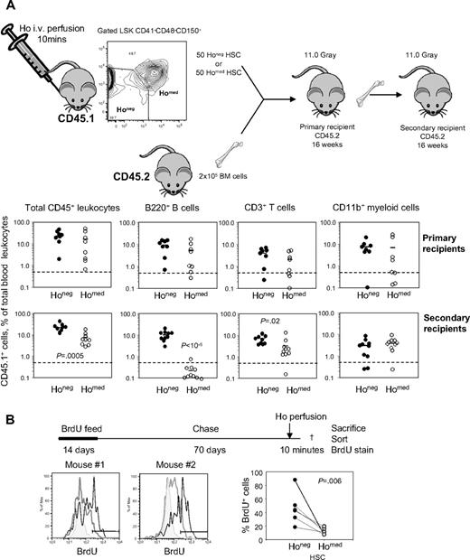 Figure 5. Serially transplantable and long-term BrdU-retaining HSCs do not uptake Ho in vivo. (A) Donor B6.SJL CD45.1+ mice were retro-orbitally injected with Ho 10 and 5 minutes before tissue sampling, and BM leukocytes were stained for lineage, CD41, Sca-1, KIT, CD48, and CD150 surface antigens. Gated LSK CD41−CD48−CD150+ phenotypic HSCs were sorted according to Ho uptake into Honeg and Homed described in Figure 1E. Each lethally irradiated congenic primary recipient (CD45.2+) was injected retro-orbitally with 50 sorted LSK CD41−CD48−CD150+ Honeg (Honeg) cells or 50 sorted LSK CD41−CD48−CD150+ Homed (Homed) cells together with 200 000 competitive CD45.2+ BM cells. Sixteen weeks after transplantation, CD45.1+ donor contribution was analyzed in blood CD45+ leukocytes, CD11b+ myeloid cells, B220+ B cells, and CD3+ T cells (top). Primary recipients were then killed, and BM leukocytes were harvested. CD45.2+ lethally irradiated secondary recipients were then transplanted with 2 × 106 unmanipulated BM cells from the primary recipients. Sixteen weeks after transplantation, CD45.1+ donor contribution was analyzed in blood CD45+ leukocytes, CD11b+ myeloid cells, B220+ B cells, and CD3+ T cells (bottom). Each dot is the result from one mouse; bars are the average for each group. Significant differences are shown in each panel. (B) Mice were fed for 2 weeks with BrdU and then chased for 70 days. BrdU content was then measured by flow cytometry on sorted LSK CD41−CD48−CD150+ Honeg and LSK CD41−CD48−CD150+ Homed HSCs. The 2 histograms on the left and middle are overlays of BrdU stain on phenotypic LSK CD41−CD48−CD150+ HSCs from a control mouse without BrdU (shaded gray), Honeg (gray), and Homed (black) obtained from a Ho-perfused mouse. The 2 histograms are from 2 representative Ho-perfused mice. The right plot is the percentage of BrdU+ cells among Honeg (●) and Homed (○) LSK CD41−CD48−CD150+ HSCs. Each dot represents a separate mouse.