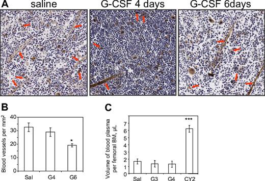 Figure 7. G-CSF treatment does not increase BM vasculature density or permeability. (A) CD31 immunostaining on femoral sections of 129SvJ mice injected with saline for 6 days (Sal) or G-CSF for 4 (G4) or 6 days (G6). Images were captured on a Nanozoomer Digital Pathology C9600-02 scanner (Hamamatsu Photonics) using a 20×/0.7 numeric objective in air and NDP Scan U10074-01 image acquisition software (Hamamatsu). Image analysis was performed in ImageJ software Version 1.41o. (B) Quantification of BM microvascular density showing the number of blood vessels per mm2 of BM tissue. Arrows show typical vessels surrounded by CD31+ endothelial cells. Data are average ± SD of 4 mice per group. (C) Partition of Evans blue between BM fluid and blood plasma from 129SvJ mice treated with saline for 4 days (Sal), G-CSF for 3 (G3) or 4 (G4) days, or 2 days after a single injection of cyclophosphamide (CY2). Mice were injected retro-orbitally with 2% Evans blue 10 minutes before tissue sampling. Optical density at 620 nm was measured on femoral BM fluids and blood plasma to determine Evans blue concentrations in femoral BM fluids and blood plasma. Volume of blood plasma per femoral BM was then calculated for each individual mouse. Data are average ± SD of 4 mice per group. ***P < .001; *P < .05.