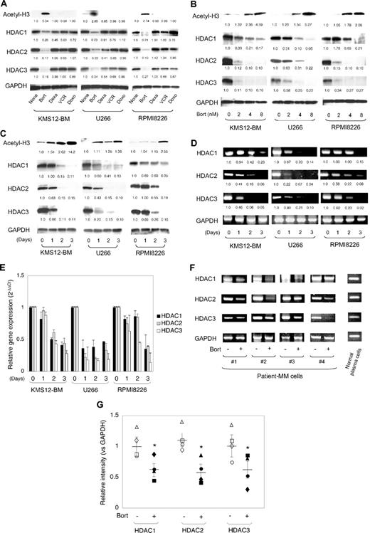 Figure 2. Expression of class I HDACs in MM cells during bortezomib treatment. (A) MM cell lines (KMS12-BM, U266, and RPMI8226) were cultured in the absence or presence of either 4nM bortezomib (Bort), 50nM dexamethasone (Dexa), 1nM vincristine (VCR), or 100nM doxorubicin (Doxo) for 48 hours. Whole-cell lysates were subjected to immunoblotting. (B) MM cell lines were cultured in the absence or presence of bortezomib (Bort) at the indicated doses for 48 hours, or (C) cultured in the presence of 4nM bortezomib for up to 3 days. Whole-cell lysates were prepared at given time points and subjected to immunoblotting. (D) Total cellular RNA was isolated simultaneously in the experiments described in panel C and subjected to semiquantitative RT-PCR analysis for the expression of HDAC1, HDAC2, HDAC3, and GAPDH (internal control). The amplified products were visualized by ethidium bromide staining after 2% agarose gel electrophoresis. The results of suboptimal amplification cycles, 35 cycles, are shown. The signal intensities of each band were quantified, normalized to those of the corresponding GAPDH, and shown as relative values setting day 0 controls to 1.0. (E) Total cellular RNA was isolated simultaneously in the experiments described in panel C and subjected to real-time quantitative RT-PCR. The expression of HDAC1, HDAC2, and HDAC3 was normalized to that of GAPDH and quantified by the 2−ΔΔCt method. The means ± SD (bars) of 3 independent experiments are shown. (F) We cultured primary MM cells in the absence or presence of 2nM bortezomib for 48 hours, and determined the expression of HDAC1, HDAC2, HDAC3, and GAPDH (internal control) transcripts by semiquantitative RT-PCR. PCR amplification was carried out with 1 μL of cDNA solution (corresponding to 500 cells). PCR products were resolved on 2% agarose gels and visualized by staining with ethidium bromide. The results of suboptimal amplification cycles, 40 cycles, are shown. (G) The signal intensities of HDACs were quantified with a densitometer, and their means are shown as a ratio to those of GAPDH in corresponding samples. The values of individual samples isolated in the absence or presence of bortezomib are indicated as follows: patient no. 1, circles; patient no. 2, squares; patient no. 3, triangles; and patient no. 4, diamonds, respectively. Bars indicate the average values of each molecule. P values were calculated by 1-way analysis of variance (ANOVA) with the Student-Newman-Keuls multiple comparisons test. *P < .05.