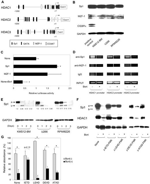 Figure 3. Regulation of HDAC1 promoter by Sp1 transcription factor. (A) Schematic representations of HDAC1, HDAC2, and HDAC3 promoter constructs are shown. Relative locations of the putative binding sites of hematopoietic transcription factors are approximated by the symbols shown in the box. (B) Whole-cell lysates were prepared from MM cell lines and subjected to immunoblotting. HEK293 cells were transduced with expression vectors encoding Sp1, MZF-1, and C/EBPα, and used as positive controls. (C) We transfected 10 μg of pGL4.10 plasmid containing HDAC1 promoter sequences between −1170 and +397 into KMS12-BM cells along with 10 μg of expression vectors encoding Sp1 and MZF-1, and measured luciferase activities after 48 hours. HDAC1 promoter activity was calculated as firefly luciferase activities of cells transfected with an empty expression vector set at 1.0 after normalization of transfection efficiencies using Renilla luciferase activities. Data shown are the means ± SD of 3 independent experiments. P values were calculated by 1-way ANOVA with Student-Newman-Keuls multiple comparisons test. *P < .05. (D) KMS12-BM cells were cultured in the absence or presence of bortezomib for 2 days and subjected to ChIP assays. Chromatin suspensions were immunoprecipitated with the indicated antibodies and corresponding control antibodies. The resulting precipitants were subjected to PCR to amplify the promoter regions of the HDAC genes. The amplified products were visualized by ethidium bromide staining after 2% agarose gel electrophoresis. Representative data of 50 cycles are shown. Input indicates that PCR was performed with genomic DNA. (E) Whole-cell lysates were isolated simultaneously in the experiments described in Figure 2C, and subjected to immunoblotting. Arrows “a” and “b” indicate the intact and cleaved bands of Sp1, respectively. The signal intensities of each band were quantified, normalized to those of the corresponding GAPDH, and shown as relative values setting day 0 controls to 1.0. (F) KMS12-BM cells were cultured with the indicated combinations of 8nM bortezomib (Bort), 100μM z-IETD-FMK (caspase-8 inhibitor), 100μM z-LEHD-FMK (caspase-9 inhibitor), 50μM z-DEVD-FMK (caspase-3 inhibitor), and 20μM z-ATAD-FMK (caspase-12 inhibitor) for 48 hours. Whole-cell lysates were subjected to immunoblotting. (G) Cell viability was determined with a Cell Counting Kit (WAKO) after culturing MM cells in the absence or presence of 8nM bortezomib (Bort) with or without either 100μM z-IETD-FMK (IETD) or 100μM z-LEHD-FMK (LEHD) for 48 hours. Absorbance at 450 nm was measured with a microplate reader, and expressed as a percentage of the value of the corresponding untreated cells. The means ± SD (bars) of 3 independent experiments are shown. P values were calculated by 1-way ANOVA with the Student-Newman-Keuls multiple comparisons test. *P < .05.