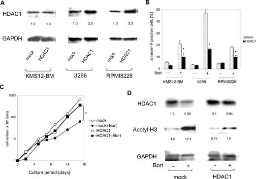 Figure 5. Effects of HDAC1 overexpression on bortezomib-induced apoptosis in MM cells in vitro. (A) MM cell lines were lentivirally transfected with CSII-DsRed (mock) or CSII-DsRed-HDAC1 (HDAC1) vector. Whole-cell lysates were prepared from DsRed+ cells collected using a FACSAria flow cytometer and subjected to immunoblotting. The signal intensities of each band were quantified, normalized to those of the corresponding GAPDH, and shown as relative values with mock-transfected controls setting to 1.0. (B) MM cell lines transfected with mock or HDAC1 vector were cultured in the absence or presence of 2nM bortezomib. After 48 hours, MM cells were harvested, stained with annexin-V/APC, and subjected to flow cytometric analysis. The y-axis shows the proportion of annexin-V positivity in the DsRed+ fraction. The means ± SD (bars) of 3 independent experiments are shown. P values were calculated by 1-way ANOVA with the Student-Newman-Keuls multiple comparisons test. *P < .05 against the mock. (C) RPMI 8226 cells transfected with mock or HDAC1 vector were cultured in the absence or presence of 2nM bortezomib. Total numbers of DsRed+ cells were calculated by flow cytometer at the indicated time points. P values were calculated by 1-way ANOVA with the Student-Newman-Keuls multiple comparisons test. *P < .05 against the mock + Bort. (D) After 48 hours, whole-cell lysates were prepared from DsRed+ cells collected using a FACSAria flow cytometer and subjected to immunoblotting. The signal intensities of each band were quantified, normalized to those of the corresponding GAPDH, and shown as relative values with untreated mock-transfected controls setting to 1.0.