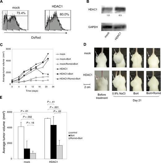 Figure 6. Effects of HDAC1 overexpression on bortezomib-induced apoptosis in RPMI 8226 cells in vivo. (A) RPMI 8226 cells were transfected with CSII-DsRed (mock) or CSII-DsRed-HDAC1 (HDAC1) vector. DsRed+ cells were collected using a FACSAria flow cytometer and seeded 1 cell/well in a 96-well plate; single-cell clones were then obtained. Each subline was analyzed by a flow cytometer, and representative histogram plots of whole cells are shown. (B) Whole-cell lysates were subjected to immunoblotting. The signal intensities of HDAC1 were quantified, normalized to those of the corresponding GAPDH, and shown as relative values. (C) NOD/SCID mice were inoculated subcutaneously with 3 × 107 cells of RPMI 8226 sublines in the right thigh. The following treatments were started at day 0 when tumors were measurable: bortezomib intravenously twice a week, romidepsin intraperitoneally every other day, and vehicle (0.9% NaCl) alone at the same schedule. Caliper measurements of the longest perpendicular tumor diameters were performed on alternate days to estimate the tumor volume (mm3) using the following formula: 4/3π × (width/2)2 × (length/2). Mice inoculated with mock clones were treated with vehicle alone (mock; ○; n = 5), 0.5 mg/kg bortezomib (mock + Bort; □; n = 4), or 0.5 mg/kg bortezomib and 0.25 mg/kg romidepsin (HDAC1/Romid + Bort; ▵; n = 4). Mice inoculated with HDAC1 clones were treated with vehicle alone (HDAC1; ●; n = 4), 0.5 mg/kg bortezomib (HDAC1 + Bort; ■; n = 3), or 0.5 mg/kg bortezomib and 0.25 mg/kg romidepsin (HDAC1/Romid + Bort; ▲; n = 4). (D) Representative photographs of inoculated NOD/SCID mice at day 21 are shown (original magnification, ×2). Arrowheads indicate inoculated tumors. (E) The y-axis shows the tumor volume in inoculated mice at day 21. The means ± SD (bars) are shown. P values were calculated by 1-way ANOVA with the Student-Newman-Keuls multiple comparisons test.