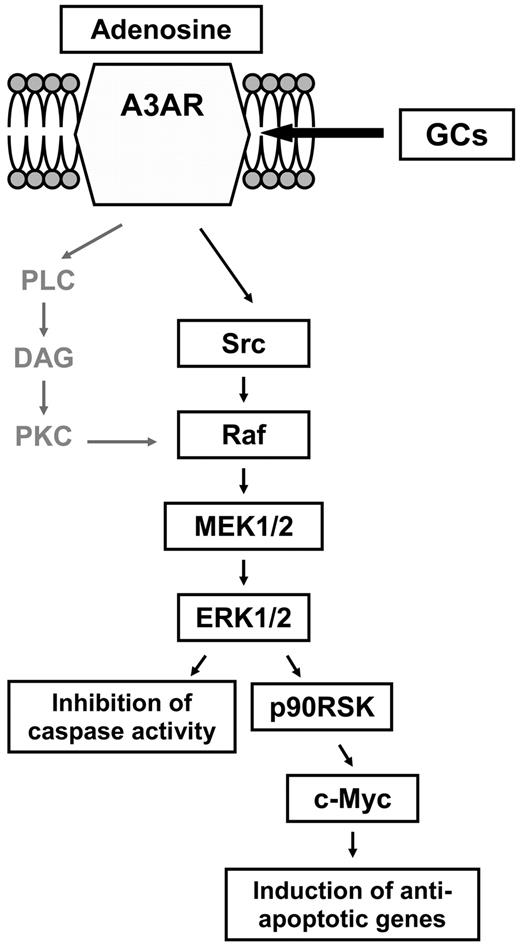 Figure 7. GC-induced A3AR signaling pathways. The schema shows 2 possible transduction pathways from A3AR to ERK1/2 activation. In monocytes, GC-induced ERK activation is independent of PKC, but dependent on Src family of tyrosine kinases, which participate in relaying signals from G protein–coupled receptors to MAPK. Activation of the Raf/MEK/ERK/p90RSK is well known to result in antiapoptotic effects either via inhibition of caspase activity or via c-Myc–dependent gene expression of antiapoptotic molecules.