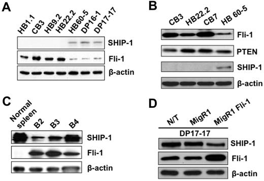 Figure 1. SHIP-1 Fli-1 protein expression are inversely correlated in mouse erythroleukemia cells. SHIP-1, Fli-1 (A) and PTEN (B) expression levels in HB1.1, CB3, HB9.2, and HB22.2 cells, derived from spleens of F-MuLV–infected Balb/c mice, and HB60-5, DP16-1, and DP17-17 cells, derived from spleens of FV-P (SFFV-P + F-MuLV)-infected DBA/2J adult mice. SHIP-1 and Fli-1 expression levels in (C) the spleens of 8-week-old F-MuLV–infected mice (B2-B4). (D) Exogenous expression of Fli-1 in DP17-17 cells (MigR1 Fli-1) results in decreased expression of SHIP-1 compared with nontransduced (N/T) and empty vector control (MigR1) infected cells. β-Actin was used as a loading control for all samples.
