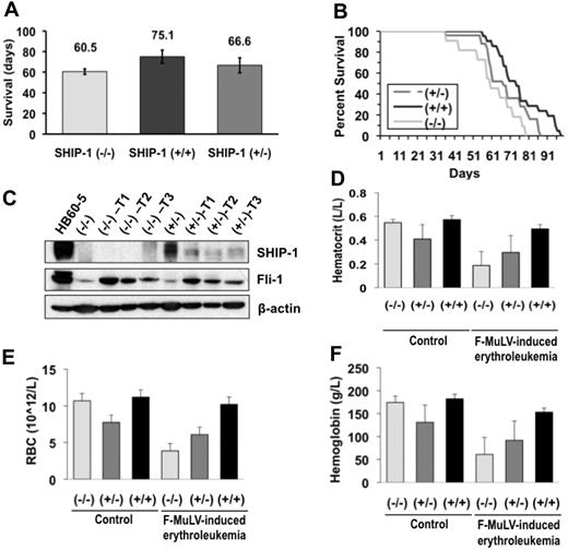 Figure 2. Acceleration of F-MuLV–induced erythroleukemia progression in SHIP-1 deficient mice. (A) Mean survival rate of F-MuLV–infected Balb/c mice. SHIP-1−/− n = 11; SHIP-1+/− n = 25; SHIP-1+/+ n = 21. (B) The survival rate of mice infected with F-MuLV as presented by a Kaplan-Meier survival curve. (C) Fli-1 and SHIP-1 protein expression in the spleens of 8-week-old SHIP-1−/− and SHIP-1+/− F-MuLV-induced erythroleukemic mice. (D) Mean hematocrit levels of 8-week-old mice infected with F-MuLV. (E) Mean RBC counts of 8-week-old mice infected with F-MuLV. (F) Mean hemoglobin levels in 8-week-old mice infected with F-MuLV. (D-F) n = 3.