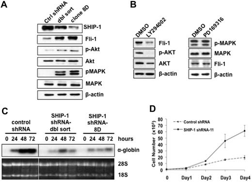 Figure 3. Down-regulation of SHIP-1 in HB60-5 cells blocks differentiation and accelerates proliferation. (A) RNAi-mediated down-regulation of SHIP-1 in HB60-5 double-sorted population (dbl sort) and clone 8D cell populations results in increased Fli-1 expression and increased phosphorylation of AKT and MAPK compared with nonspecific negative control shRNA expressing cells (control). (B) Fli-1 protein expression is reduced in the presence of the PI 3-K inhibitor, LY294002, but not the MAPK inhibitor, PD169316. (C) Northern blot analysis of RNAi-induced SHIP-1 knockdown cells displays reduced Epo-induced differentiation as determined through hybridization with an α-globin probe. Vertical lines have been inserted to indicate a repositioned gel lane. (D) Double-sorted SHIP-1 shRNA expressing HB60-5 cells (SHIP-1 shRNA-11), grown in the presence of Epo, display accelerated proliferation, compared with negative control shRNA-expressing cells. Cells were maintained in 1 U/mL Epo. This experiment was performed in triplicate.