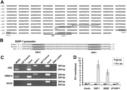 Figure 4. In vitro binding of Fli-1 to the SHIP-1 promoter. (A) The 988-bp promoter region before the start codon of murine SHIP-1 was cloned into the pGL3-enhancer vector. Three possible Ets binding sites (EBS) are highlighted. S1 and S2 indicate the locations of the primers used to amplify the 294-bp region of the SHIP-1 promoter. (B) The SHIP-1 promoter regions of human, mouse, and rat were compared for conservation of nucleotides using BLAST (National Center for Biotechnology Information). The underlined regions (EBS1 and EBS2) are fully conserved in all 3 species. (C) Binding of Fli-1 to the promoters of SHIP-1 (lane 4) and MDM2 (lane 1) as determined by ChIP in CB3, HB60-5, and KH16 erythroleukemic cells using either 2 μg Fli-1 or control rabbit IgG antibody. The MDM2 promoter was used as a positive control, because it is a known Fli-1 target gene.27 (D) ChIP quantitative-PCR in CB3 cells using Fli-1 and normal rabbit IgG antibodies illustrating Fli-1 chromatin occupancy of the indicated gene promoters, as well as a region 3 kb upstream the SHIP-1 promoter (UP-SHIP-1). The β-actin and upstream SHIP-1 promoters were used as negative controls. Results are based on the relative proportions of the input and chromatin precipitated by the Fli-1 and control IgG antibodies, where the input is equal to 1.