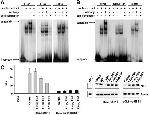 Figure 5. Fli-1 binds specifically to EBS1 in the SHIP-1 promoter and negatively regulates its expression. (A) Nuclear extracts from CB3 cells were incubated with EBS1-3 sites in the presence or absence of the Fli-1 antibody and nonspecific competitor poly (dI-dC) and subjected to EMSA. Competition assays were performed in the presence of 10-fold excess unlabeled oligonucleotides (cold competitor). (B) Two nucleotides in EBS1 were changed from ACAGGAAGTCA to ACAGGTTGTCA (designated MUT-EBS-1). Nuclear extracts from CB3 cells were incubated in the presence of poly (dI-dC) and γ-32P-labeled oligonucleotides containing EBS1, MUT-EBS1, or MDM227 and subjected to EMSA and supershifting with the Fli-1 antibody. Competition assays were performed in the presence of 100-fold excess unlabeled oligonucleotides. (C) Luciferase assays were performed in 293T cells cotransfected with the indicated amounts of a Fli-1-expression vector, either the pGL3-SHIP-1 or pGL3-mut-SHIP-1 vector and the Renilla luciferase vector. The pGL3-SHIP-1 luciferase reporter vector contains a 988-bp region within the SHIP-1 promoter (Figure 4A). Site-directed mutagenesis was used to alter nucleotides ACAGGAAGTCA to ACAGGTTGTCA in EBS1 of pGL3-mut-SHIP-1. The relative luciferase units (RLU) are representative of the firefly luciferase/Renilla luciferase signals (×100). Luciferase assays were performed in triplicates. (D) Fli-1 protein expression in 293T cells transfected with the indicated amounts of the Fli-1 expression vector, relative to HB60-5 and CB3 cells. The 2 Fli-1 protein products are observed as a result of 2 isoforms, 48 and 51 kDa, synthesized by alternative translation initiation through the use of 2 highly conserved in-frame initiation codons.47