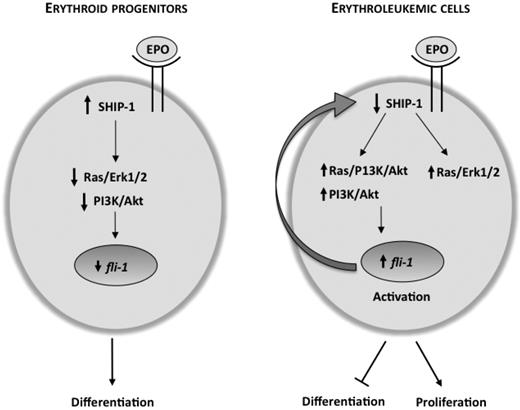 Figure 6. Negative feedback loop model of Fli-1 and SHIP-1 regulation. During Epo-induced differentiation of erythroid progenitor cells, SHIP-1 expression is high and is able to negatively regulate the PI 3-K/Akt pathway, leading to lower Fli-1 expression. Upon activation of Fli-1 as a result of insertional mutagenesis, the PI 3-K/Akt and the Ras/MAPK pathways are activated. Increased activity of Akt through the PI 3-K/Akt and/or Ras/PI 3-K/Akt pathways further increases transcription of fli-1, leading to a block in differentiation and acceleration of proliferation by Epo. As Fli-1 levels increase, SHIP-1 transcription is suppressed to a greater extent, eventually resulting in complete repression in late stage erythroleukemia.