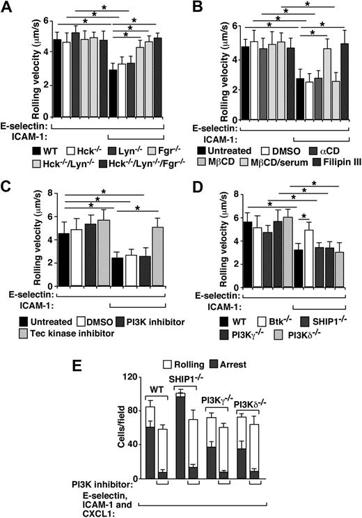 Figure 1. Slow rolling of neutrophils on E-selectin and ICAM-1 requires Hck and Lyn as well as Fgr, lipid rafts, and Btk, but not PI3K. (A) Velocities of WT or SFK-deficient neutrophils rolling on E-selectin with or without coimmobilized ICAM-1. (B) Velocities of WT neutrophils rolling on E-selectin with or without coimmobilized ICAM-1 in the presence or absence of the vehicle control DMSO, MβCD or its inactive analog α-cyclodextrin (αCD), MβCD plus 15% FBS, or filipin III. (C) Velocities of WT neutrophils rolling on E-selectin with or without coimmobilized ICAM-1 in the presence or absence of the vehicle control DMSO, the PI3K inhibitor LY294002, or the Tec kinase inhibitor LFM-A13. (D) Velocities of WT, Btk−/−, SHIP1−/−, PI3Kγ−/−, or PI3Kδ−/− neutrophils rolling on E-selectin with or without coimmobilized ICAM-1. (E) Numbers of WT, SHIP1−/−, PI3Kγ−/−, or PI3Kδ−/− neutrophils rolling or firmly adherent (arrest) on coimmobilized E-selectin, ICAM-1, and CXCL1 in the presence or absence of the PI3K inhibitor LY294002. In all experiments, the E-selectin density was 200 sites/μm2 and the ICAM-1 density was 240 sites/μm2. The wall shear stress was 1 dyne/cm2. The data represent the mean ± SEM from 5 experiments. *P < .01.