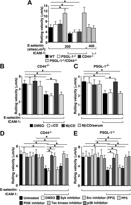 Figure 2. E-selectin engages PSGL-1 and CD44 through a common signaling pathway to slow neutrophil rolling. (A) Velocities of neutrophils from the indicated genotype rolling on E-selectin at the indicated site density with or without coimmobilized ICAM-1. (B) CD44−/− neutrophils or (C) PSGL-1−/− neutrophils rolling on E-selectin with or without coimmobilized ICAM-1 in the presence or absence of vehicle control DMSO, α-cyclodextrin (αCD), MβCD, or MβCD with serum. (D) CD44−/− neutrophils or (E) PSGL-1−/− neutrophils rolling on E-selectin with or without coimmobilized ICAM-1 in the presence or absence of DMSO, the Syk inhibitor piceatannol, the SFK inhibitor PP2 or its inactive analog PP3, the PI3K inhibitor LY294002, the Tec kinase inhibitor LFM-A13, or the p38 inhibitor SB203580. Except where indicated in panel A, the E-selectin density was 200 sites/μm2. The ICAM-1 density was 240 sites/μm2. The wall shear stress was 1 dyne/cm2. The data represent the mean ± SEM from 5 experiments. *P < .01.