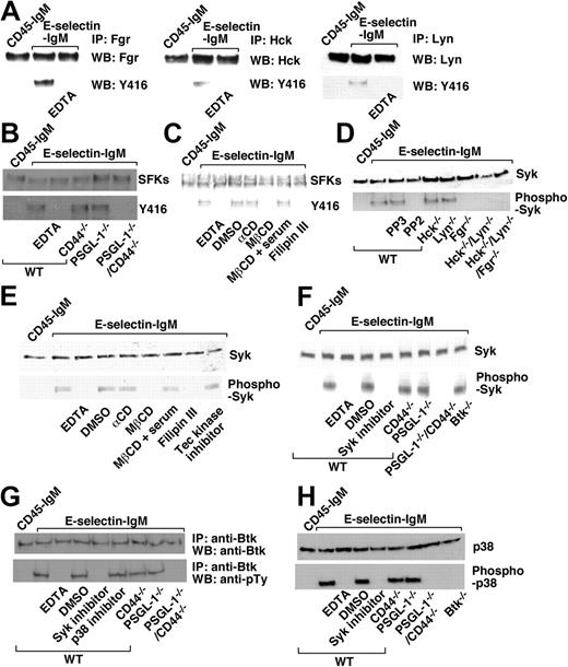 Figure 3. E-selectin engagement of PSGL-1 or CD44 activates SFKs in a lipid raft–dependent manner and then sequentially activates Syk, Btk, and p38. (A) WT leukocytes were rotated on E-selectin–IgM in the presence or absence of EDTA (ethylenediaminetetraacetic acid) or on control CD45-IgM for 5 minutes. Lysates were immunoprecipitated (IP) with antibody to the indicated SFK and then Western blotted (WB) with the same antibody or with anti–phospho-SFK (Y416). (B) Leukocytes of the indicated genotype were incubated as in panel A. Lysates were probed with antibody that recognizes all SFKs or with anti–phospho-SFK (Y416). (C) WT leukocytes treated with the indicated agent were incubated as in panel A. Lysates were probed with antibody that recognizes all SFKs or with anti–phospho-SFK (Y416). (D) WT leukocytes treated with the indicated agent or leukocytes of the indicated genotype were incubated as in panel A. Lysates were probed with antibody that recognizes all SFKs or with anti–phospho-SFK (Y416). (E) WT leukocytes treated with the indicated agent were incubated as in panel A. Lysates were probed with antibody to Syk or to phospho-Syk. (F) Lysates were Western blotted with antibody to Syk or to phospho-Syk. (G) Lysates were immunoprecipitated with antibody to Btk and then Western blotted with the same antibody or with antiphosphotyrosine antibody. (H) Lysates were probed with antibody to p38 or to phospho-p38. The E-selectin density was 400 sites/μm2 for PSGL-1−/−/CD44−/− leukocytes and 200 sites/μm2 for leukocytes of all other genotypes. The data are representative of at least 3 independent experiments.