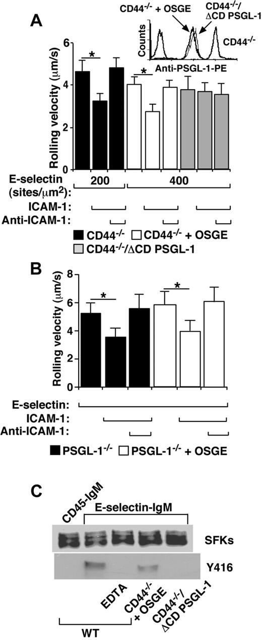 Figure 4. E-selectin engagement of PSGL-1 requires its cytoplasmic domain to trigger slow rolling and to activate SFKs. (A) Velocities of CD44−/− neutrophils, OSGE-treated CD44−/− neutrophils, or ΔCD PSGL-1/CD44−/− neutrophils rolling on E-selectin at the indicated density with or without coimmobilized ICAM-1 (240 sites/μm2). The inset shows the expression levels of PSGL-1 on cells from the indicated genotype as measured by flow cytometry. (B) Velocities of mock- or OSGE-treated PSGL-1−/− neutrophils rolling on E-selectin (200 sites/μm2) with or without coimmobilized ICAM-1 (240 sites/μm2). (C) OSGE-treated CD44−/− neutrophils or ΔCD PSGL-1/CD44−/− neutrophils were rotated on E-selectin–IgM (400 sites/μm2) in the presence or absence of EDTA or on control CD45-IgM for 5 minutes. Lysates were Western blotted with antibody that recognizes all SFKs or with anti–phospho-SFK (Y416). The data are representative of at least 3 independent experiments. *P < .01.