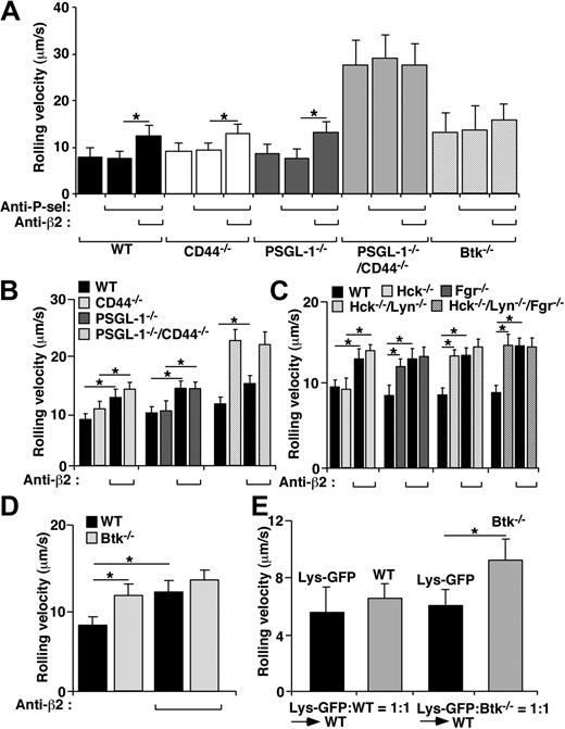 Figure 5. E-selectin–mediated slow rolling in vivo requires PSGL-1 and CD44, all 3 SFKs, and Btk. (A) Velocities of leukocytes rolling in TNF-α–stimulated venules of mice of the indicated genotypes, measured before and after injecting a blocking mAb to P-selectin and then a blocking mAb to β2-integrins. (B-D) Velocities of PKH26- and PKH67-labeled leukocytes of the indicated genotypes in the same TNF-α–stimulated venules. The labeled cells were pretreated with PTx, and the mice were pretreated with anti–P-selectin mAb. (E) Lethally irradiated WT mice were injected with WT LysM-GFP+ bone marrow cells mixed with an equal number of GFP-negative WT or Btk−/− cells. After 8 weeks, the mice were treated with PTx and anti–P-selectin mAb, and rolling velocities of GFP-positive and GFP-negative leukocytes were measured in the same TNF-α–stimulated venules. The data represent the mean ± SEM from at least 3 experiments. *P < .01.