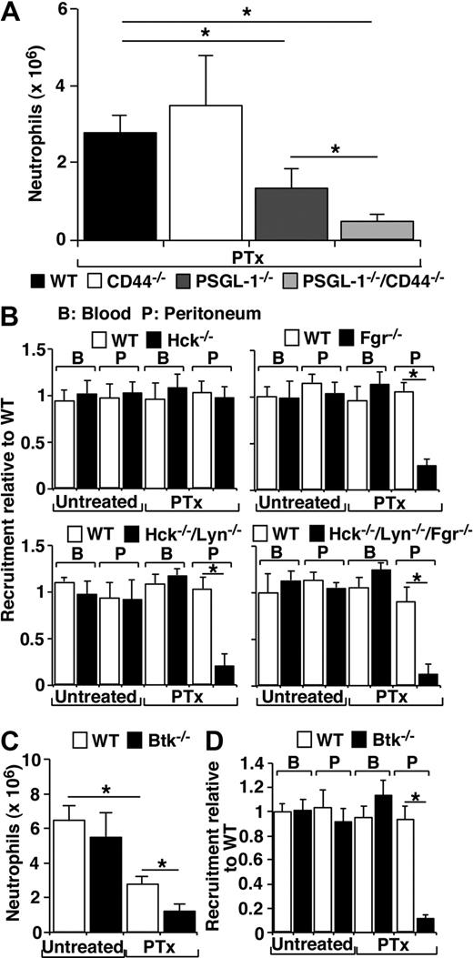 Figure 6. Gαi-independent neutrophil recruitment in vivo requires PSGL-1 and CD44, all 3 SFKs, and Btk. (A) WT, PSGL-1−/−, CD44−/−, or PSGL-1−/−/CD44−/− mice received 4 μg of PTx intravenously 2 hours before injection with 1 mL of 4% thioglycollate intraperitoneally. After 4 hours, peritoneal cells were collected, and the number of neutrophils was measured by flow cytometry. (B) WT leukocytes were labeled with PKH67 or PKH26. SFK-deficient leukocytes were labeled with PKH26. Untreated or PTx-treated WT mice were injected intraperitoneally with thioglycollate. After 2 hours, they were injected intravenously with a 1:1 mixture of PKH26- and PKH67-labeled leukocytes. After another 2 hours, blood and peritoneal cells were collected, and the number of neutrophils labeled with each dye was measured by flow cytometry. Results are plotted as the ratio of PKH26-labeled neutrophils from the indicated genotype to PKH67-labeled WT neutrophils. (C) Untreated or PTx-pretreated WT or Btk−/− mice were injected with thioglycollate intraperitoneally. After 4 hours, peritoneal cells were collected, and the number of neutrophils was measured by flow cytometry. (D) Competitive homing was measured as in panel B, except that Btk−/− leukocytes were used instead of SFK-deficient leukocytes. The data represent the mean ± SEM from at least 3 experiments. *P < .01.