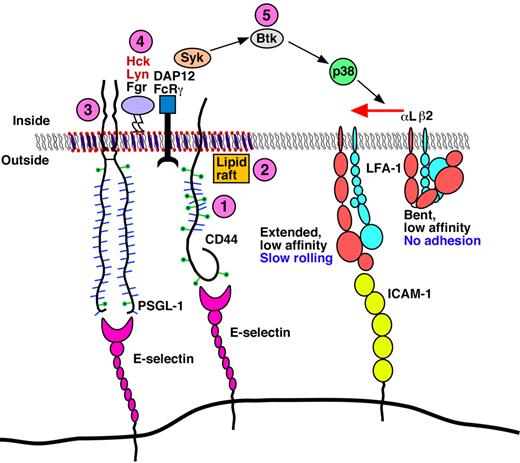 Figure 7. Model for E-selectin–mediated slow rolling. The circled numbers represent new signaling components identified in this paper. Neutrophils rolling on E-selectin engage both CD44 and PSGL-1 to initiate signaling through a common pathway that requires lipid rafts, the cytoplasmic domain of PSGL-1, all 3 SFKs, the ITAM adaptors DAP12 and FcRγ, the Tec kinase Btk, and p38. This signaling cascade activates integrin leukocyte function-associated antigen 1 (LFA-1) to a conformation that enables slow rolling but not arrest on ICAM-1. PSGL-1 and CD44 may not be located in the same raft domains as depicted in the figure.
