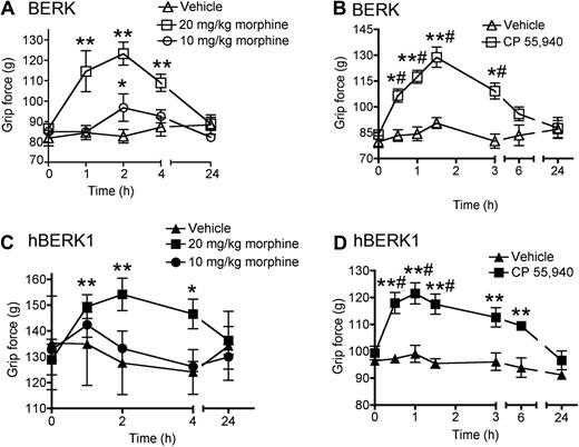 Figure 3. Morphine and CP 55940 treatment reduce nociceptive behaviors in BERK and hBERK1 mice. Mice were injected intraperitoneally with morphine or vehicle (A,C) and 0.3 mg/kg CP 55940 or vehicle (B,D), and grip force responses were recorded over the indicated time period. An increase in grip force indicates a decrease in nociception. All data are shown as mean ± SEM from 4 to 6 mice with 3 observations per mouse. Significance of differences: In panel A: *P < .05, **P < .01 versus baseline at 0 hours (immediately before treatment). In panel B: *P < .05, **P < .01 versus baseline; #P < .01 versus vehicle at the same time point. In panel C: *P < .05, **P < .01 versus baseline. In panel D: #P < .01 versus baseline; **P < .01 versus vehicle at the same time point.