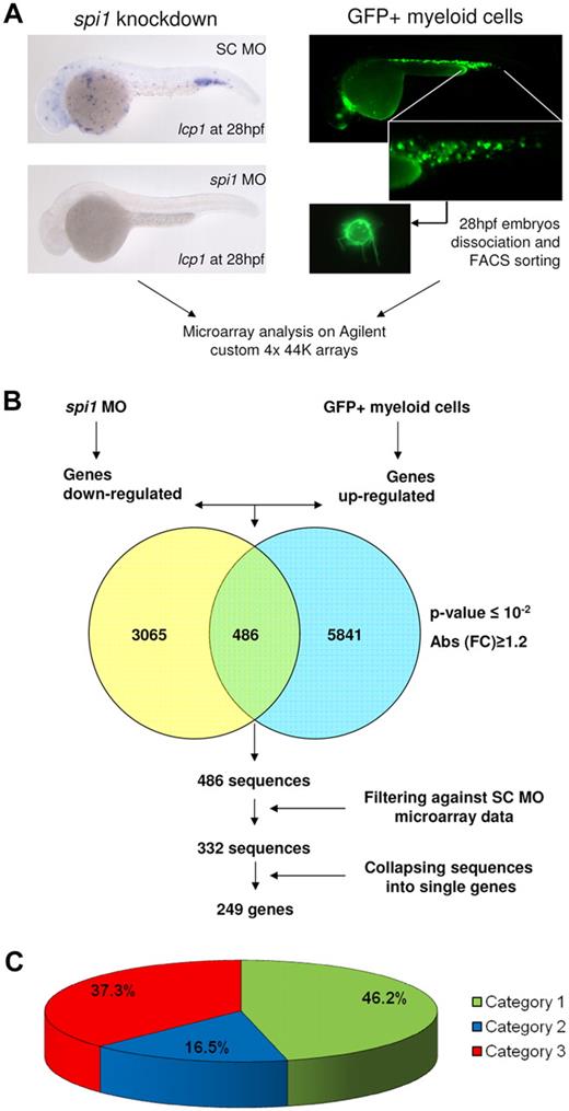 Figure 1. Microarray experiment setup and analysis. (A) The experimental setup of the microarray study. The 28-hpf time point for microarray analysis in both experiments was chosen after the onset of blood circulation in the embryo and to ensure the abundance of myeloid cells of the innate immune system as shown by lcp1 in situ staining of embryos treated with the standard control (SC) morpholino. The lack of lcp1 staining in spi1 morphants confirms the absence of myeloid cells. GFP+ myeloid cells were isolated from embryos expressing membrane-targeted EGFP under control of the spi1 promoter. The 2-step approach eliminated false positives because of leaky expression of the spi1:GFP transgene in the brain and allowed determination of the specific effect of spi1 knockdown on myeloid cells. (B) Primary analysis of microarray data. For initial comparative analysis we chose an arbitrary cut-off of absolute fold change larger than or equal to 1.2 and a P value ≤ .01. We found 3551 sequences to be down-regulated and 3684 sequences to be up-regulated in the spi1 knockdown embryos. In the GFP+ myeloid cell fraction, 6327 sequences were enriched and 6335 sequences were reduced compared with the GFP fraction. The overlap between the sequences found down-regulated in spi1 morphants and enriched in the GFP+ myeloid cell fraction was estimated and filtered against the sequence set found down-regulated in control morpholino-injected embryos. (C) GO term annotation analysis of the 249 genes found in the overlap. Category 1 indicates zebrafish genes with at least one GO term annotation; category 2, genes without any annotation in zebrafish but having a homolog with known GO term annotation in humans; and category 3, genes without any GO term annotation either in zebrafish or in humans.