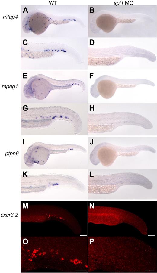 Figure 3. Expression of mfap4, mpeg1, ptpn6, and cxcr3.2 is dependent on Spi1 transcription factor. (A-L) Whole-mount in situ hybridization. Wild-type expression of genes mfap4 (A,C), mpeg1 (E,G), and ptpn6 (I,K) as shown in whole embryos and enlarged tail regions shows a pattern typical for myeloid cells. Expression of genes mfap4 (B,D), mpeg1 (F,H), and ptpn6 (J,L) is absent in spi1 knockdown embryos. Images were taken with a Leica M165C stereomicroscope equipped with DFC420 camera. Composite images of different focal planes were generated using Adobe Photoshop. (M-P) Single fluorescent in situ hybridization using TSA Cy3 Plus detection. Wild-type expression of gene cxcr3.2, as shown in the tail region (M) and in the magnified region of the blood island (O), shows a pattern typical for myeloid cells. Expression of gene cxcr3.2 (N,P) is absent in spi1 knockdown embryos. Images were taken with Leica TCS SPE confocal microscope, using the 532-nm laser line for scanning of signal in the red channel. The HC PL Fluotar 10.0×/0.30 dry objective was used. The images were processed in ImageJ Version 1.43 software (National Institute of Mental Health). Bars represent 100 μm (M-N) and 60 μm (O-P).