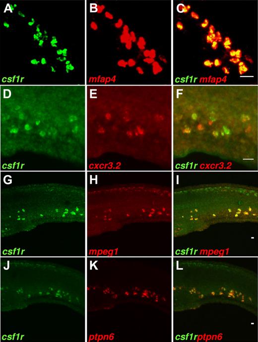 Figure 4. Expression of genes mfap4, cxcr3.2, mpeg1, and ptpn6 colocalizes with expression of macrophage-specific marker csf1r. Double fluorescent in situ with the csf1r gene. Probes for mRNA are used as indicated in the bottom left corner of each image. Expression of genes, mfap4 (A-C), cxcr3.2 (D-F), mpeg1 (G-I), and ptpn6 (J-L) overlaps with expression of macrophage-specific marker csf1r. Images show summed Z-stacks of consecutive confocal images through the posterior blood island of 28-hpf embryos (lateral view). A Zeiss axioplan microscope with Bio-Rad MRC1024ES scanhead was used for confocal imaging. Signals in the green and red channels were scanned sequentially using, respectively, the 488-nm laser line with 522 DF32 filter for detection of emitted light, and the 568-nm laser line with 605 DF32 filter for detection of emitted light: 10×/0.30 NA and 20×/0.50 NA Plan-Neofluar objectives were used. Images were processed in ImageJ Version 1.43 software and show (from left to right) the signal in the green channel, the signal in the red channel, and the merged signals. (A-F) Bars represent 20 μm. (G-L) Bars represent 60 μm.