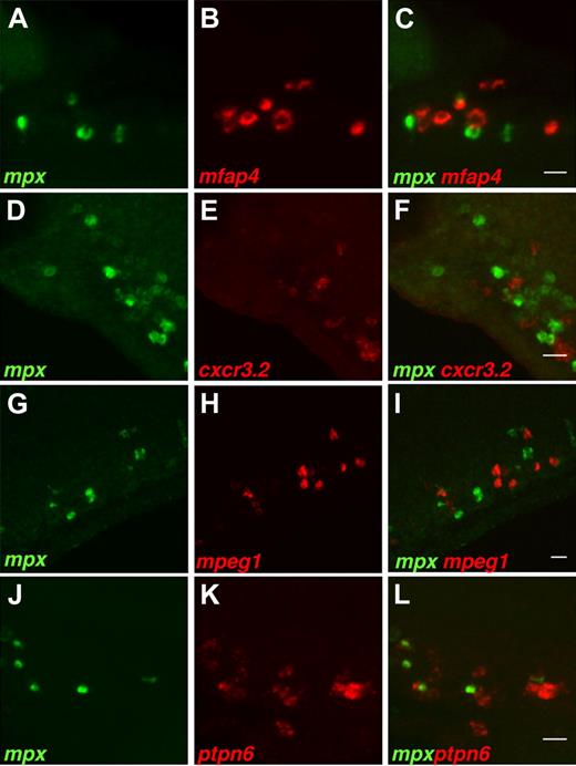 Figure 5. Expression of genes mfap4, cxcr3.2, mpeg1, and ptpn6 does not colocalize with expression of neutrophil-specific marker mpx. Double fluorescent in situ with the mpx gene. Probes for mRNA are used as indicated in the bottom left corner of each image. Expression of genes, mfap4 (A-C), cxcr3.2 (D-F), mpeg1 (G-I), and ptpn6 (J-L) does not colocalize with expression of the mpx gene. Images show summed Z-stacks of consecutive confocal images through the posterior blood island of 28-hpf embryos (lateral view). In addition, no colocalization was observed in the head and yolk regions or in embryos at 48 hpf when mpx expression marks differentiated neutrophils (data not shown). Imaging conditions are as in Figure 4. Bars represent 20 μm.