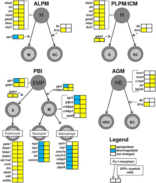 Figure 6. Hematopoiesis pathway regulation on spi1 knockdown and in myeloid cells of a developing embryo at 28 hpf. Expression profiles of the spi1 knockdown embryos and GFP+ myeloid fractions at 28 hpf are simultaneously mapped on a schematic representation of hematopoiesis in zebrafish embryos based on the current knowledge of this process19,42,43 and including the novel macrophage-specific markers identified in this study. The primitive wave of hematopoiesis in zebrafish initiates at 2 distinct sites. At the anterior lateral plate mesoderm (ALPM), hemangioblasts (H) differentiate into myeloid cells (M) or endothelial cells (EC). At the second site, the posterior lateral plate mesoderm (PLPM), which later converts into the intermediate cell mass (ICM), hemangioblasts give rise to erythroid cells (E) and also ECs. In a transient wave of hematopoiesis occurring in posterior blood island (PBI), the EMPs, which are the first multipotent hematopoietic progenitor cells, differentiate into either myeloid or erythroid cells. The definitive wave of hematopoiesis starts in the aorta-gonad-mesonephros (AGM), where hemogenic endothelium (HE) gives rise to hematopoietic stem cells (HSC) and ECs. Gene boxes are color-coded with the microarray data from spi1 knockdown on the left and GFP+ myeloid data on the right side. Expression of gene csf1r was determined by quantitative RT-PCR as the microarray contained only one probe for that gene, and it did not return a significant result. Up-regulation is indicated in yellow, down-regulation in blue, and no significant change in white. Genes marked by asterisks are the genes that were both down-regulated in spi1 knockdown embryos and enriched in the spi1-GFP myeloid cell fraction, and are the focus of this study. It should be noted that it is currently unknown to what extent the microarray expression data from 28-hpf embryos can be extrapolated to later waves of hematopoiesis. Macrophage specificity of cxcr3.2 in embryos is based on colocalization data at 28 hpf, and macrophage specificity of mpeg1, mfap4, and ptpn6 is based on colocalization studies at 28 and 48 hpf.