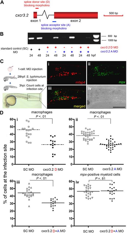 Figure 7. Knockdown analysis of cxcr3.2 using splice donor and acceptor morpholinos revealed a significantly reduced accumulation of macrophages at sites of bacterial infection. (A) Schematic of the cxcr3.2 gene and MO targeting sites. Red boxes represent the exons in the cxcr3.2 gene. The intron (∼ 4 kb) is not drawn to scale. Red and blue bars represent the splice donor (D) and acceptor (A) MOs, which bind to the pre-mRNA on the intron/exon boundaries, inducing an insertion of the intron into the final transcripts. (B) RT-PCR detection of cxcr3.2 transcripts on MO knockdown. Altered splicing induced by D or A MOs resulted in an effective knockdown of the original cxcr3.2 mRNA at 24 hpf, whereas the combination of D + A MOs extended the knockdown effect until 48 hpf. The altered splice product with insertion of the approximately 4 kb intron is not amplified by RT-PCR. (C) Schematic of the experimental setup and representative images showing the attraction of macrophages and neutrophils to a local infection site. S typhimurium bacteria were injected into the embryo tail muscle at 28 hpf followed by a 3-hour incubation. Leukocytes were visualized at 3 hpi after double fluorescent in situ hybridization: (i) mfap4+ macrophages; (ii) mpx+ myeloid cells; (iii) merged; and (iv) bright-field image; bar represents 200 μm. (D) Migration of innate immune cells after MO knockdown. Accumulation of macrophages marked by mfap4 (i-iii) and accumulation of the nonoverlapping mpx+ myeloid cell population (iv) were quantified by determining the percentages of cells accumulated at the infection site with respect to the total number of cells in the tail. Data were collected from 3 independent experimental setups, in which the cxcr3.2 D MO (i), A MO (ii), or D + A MOs (iii-iv) were tested versus the Standard Control (SC) MO. Each data point represents an individual embryo, and each graph represents the combined results of 2 replicate experiments with the indicated MO combination. Lines indicate the mean, and P values indicate the level of statistical significance by Student t test. The knockdown of cxcr3.2 did not have a significant effect on migration of either macrophages or mpx+ myeloid cells in response to sterile injury (data not shown).