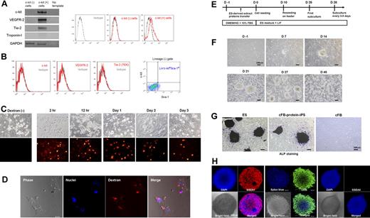 Figure 1. Generation of protein-iPS cells from c-kit− cardiac fibroblasts. (A) Gene and surface protein expression of c-kit− and c-kit+ cells (immediately after magnetic sorting). (B) Reevaluation of surface protein expressions on fourth-passage c-kit− cardiac fibroblasts. (C) Fibroblasts were reversibly permeabilized, incubated with 70 kDa Texas Red–conjugated dextran and resealed. Serial fluorescent images. (D) Confocal images at day 7. (E) Time line of reprogramming by proteins. Colonies developed on days 4 to 7. DMEM/HG, DMEM with high glucose (D-glucose; 4500 mg/L). (F) Phase-contrast bright-field morphology of cells and colonies. (G) ALP staining of authentic ES cell, cFB-protein-iPS cell, and adult cardiac fibroblast. (H) Immunocytochemistry showing that cFB-protein-iPS cells express SSEA1 and Oct4 but not SSEA4 (a known human ES cell marker).