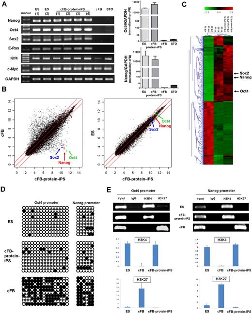 Figure 2. In vitro characteristics of the protein-iPS cells. (A) RT-PCR of the ES cells, cFB-protein-iPS cells, cFBs, and feeder cells (STO). RNA of cFB-protein-iPS cells was harvested from 4 clones. Glyceraldehyde 3-phosphate dehydrogenase (GAPDH) was used as a loading control (right panels). The gene expressions of Oct4 and Nanog were verified by real-time PCR (left panels). There is no significant difference in the expression levels of Oct4 and Nanog between ES and protein-iPS cells. The expression levels in ES and protein-iPS cells are at least 10 000-fold higher than those in fibroblasts. (B) Scatterplots as determined by microarrays (n = 3 each). The global gene expression patterns were compared between the cFB and cFB-protein-iPS cell, and the ES cell and cFB-protein-iPS cell. The red lines indicate 2-fold changes in log scale. (C) Hierarchical clustering based on 4503 differentially expressed genes. (D) DNA methylation status of the Oct4 and Nanog promoters using bisulphite sequencing. ○ indicates unmethylated CpG nucleotides, and ● indicates methylated CpGs. (E) Histone modification status of the promoters. ChIP assays of trimethylated H3K4 and H3K27. Conventional PCR (top panel) and real-time PCR (bottom panel, n = 3, each). Expression level was adjusted by GAPDH (ES cell = 1.0 as an arbitrary unit).