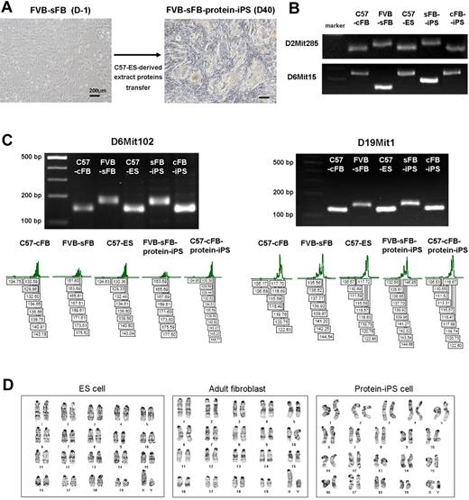 Figure 4. Protein-based reprogramming is not by the contamination of protein-donor ES cell. To rule out the possibility of ES cell contamination during the preparation of ES-derived extract proteins, further iPS cell generation was performed using adult somatic cells of a different genetic strain from protein-donor ES cells. The donor of ES-derived extract proteins was a C57 background, and the recipient of ES proteins (a target cell of reprogramming) was a FVB background. (A) Bright-field morphology of ES-like colonies developed from FVB background skin fibroblasts (sFB) using C57 ES cell–derived extract proteins. (B) Multiple microsatellite markers were applied to confirm the origin of the protein-iPS cells. PCR was performed using genomic DNA from each cell type. (C) To further verify the cellular origin, the sizes of amplified PCR products were validated using fluorescent 5′-FAM or 5′-HEX primers. The Genescan 500ROXTM size standard served as an internal control. (D) The chromosomes of ES cell, adult fibroblast, and protein-iPS cell were diploid and normal karyotype.