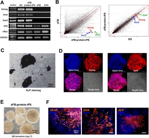 Figure 5. Characteristics of protein-iPS cell derived from a different genetic strain from protein-donor ES cell. We further characterized FVB background sFB-protein-iPS cells. (A) RT-PCR for pluripotency-related genes. GAPDH was used as a loading control. (B) Scatterplots as determined by microarrays (n = 4, each). The global gene expression patterns were compared between the sFB and sFB-protein-iPS cell, and the ES cell and sFB-protein-iPS cell. The red lines indicate 2-fold changes in log scale. (C) ALP staining of sFB-protein-iPS cells. (D) Immunocytochemistry showing that sFB-protein-iPS cells express Nanog and Oct4. (E-F) In vitro differentiation potential of sFB-protein-iPS cells was evaluated by EB formation (E) and EB-based spontaneous differentiation (F). Immunocytochemistry revealed the expression of 3 germ layer marker proteins.