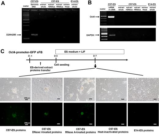 Figure 6. Effector of reprogramming. Protein-based reprogramming is not mediated by DNAs/RNAs from donor ES cell. (A-B) The absence of contaminating DNA or RNA in the extract proteins was confirmed by PCR and RT-PCR. (C) Colony formation of Oct4-promoter–driven GFP reporter cells (skin fibroblast) at 7 days after ES-derived extract proteins transfer.
