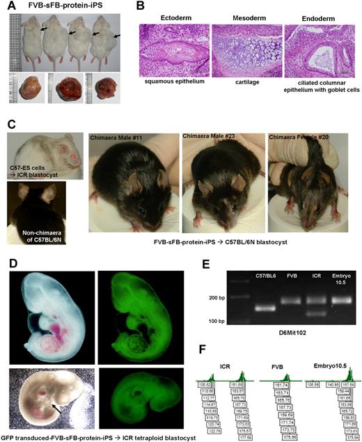Figure 7. Teratoma formation and in vivo developmental potential of FVB background protein-iPS cell. (A) FVB-sFB-protein-iPS cells were injected into NOD/SID mice. Four weeks later, well-demarcated tumors were observed. (B) H&E staining showed well-differentiated teratomas. (C) Chimera mice produced by protein-iPS cells. FVB-sFB-protein-iPS cells contributed to the viable chimera after being injected into the C57 host blastocysts. Mice with mixed coat colors are chimeras. As a control, C57-ES cells (extract-protein donors) were injected into ICR blastocysts. (D) A fetus derived from GFP-transduced FVB background protein-iPS by tetraploid blastocyst complementation. The arrow indicates a beating heart. (E) Genomic DNA PCR showed the origin of fetus is FVB background protein-iPS cells. (F) The accurate sizes of amplified products were confirmed using fluorescent primers.