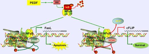 The endogenous angiogenesis inhibitor, PEDF, acts via NF-κB signaling to induce apoptosis of endothelial cells. NF-κB upregulates proapoptotic FasL expression by recruiting p300 HAT, causing histone acetylation. It also down-regulates prosurvival cFLIP by displacing NFAT and recruiting HDAC, causing histone deacetylation.
