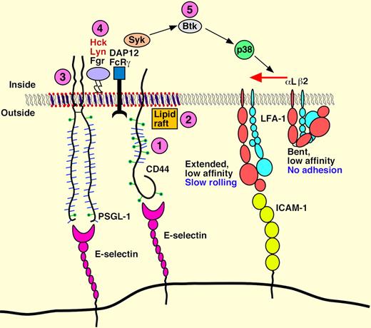 Model for E-selectin–mediated slow rolling. The circled numbers represent new signaling components identified in this paper. Neutrophils rolling on E-selectin engage both CD44 and PSGL-1 to initiate signaling through a common pathway that requires lipid rafts, the cytoplasmic domain of PSGL-1, all three SFKs, the ITAM adaptors DAP12 and FcRγ, the Tec kinase Btk, and p38. This signaling cascade activates integrin LFA-1 to a conformation that enables slow rolling but not arrest on ICAM-1. PSGL-1 and CD44 may not be located in the same raft domains as depicted in the figure. See the complete figure in the article by Yago et al on page 485.