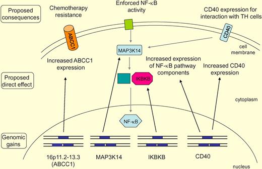 Main findings of the study and their potential consequences are summarized. Recurrent gains (indicated by an additional gene copy on one allele) of 16p11.2-13.3 include the ABCC1 gene. This may lead to increased ABCC1 expression, and the increased expression of this multidrug transporter may cause chemoresistance of the lymphoma cells. Increased gene copy numbers for components of the NF-κB pathway, including MAP3K14 (NIK) and IKBKB, may cause increased expression of these positive regulators of NF-κB activation and consequently contribute to the strong constitutive NF-κB activity in HRS cells. The NF-κB pathway is displayed in a simplified way, not discriminating the canonical and noncanonical pathway. The CD40 gains may contribute to strong CD40 expression in a setting where most B cell–typical genes are down-regulated. CD40 promotes the interaction of HRS cells with surrounding CD40 ligand-expressing T cells and likely also contributes to NF-κB activity in HRS cells.