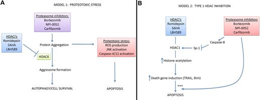 Two mechanistic explanations for PI-HDACi synergy. (A) HDAC inhibitors promote PI-induced proteotoxic stress. By blocking the proteasome, PIs promote the accumulation of damaged and misfolded proteins that are prone to aggregation, and it is this protein aggregation that serves as the primary cytotoxic stress, causing downstream reactive oxygen species (ROS) accumulation, JNK activation, and ER caspase (4 and 12) activation. HDACis promote this proteotoxic stress by blocking HDAC6, which is required for “aggresome” formation and the transfer of protein aggregates to lysosomes via autophagy. (B) Proteasome inhibitors promote type I HDAC inhibition. In this model, inhibition of type I HDACs serves as the primary cytotoxic stimulus, perhaps by promoting expression of “death genes” such as TNF-related apoptosis-inducing ligand (TRAIL) and Bim, a BH3-only member of the BCL-2 family. PIs synergize with HDAC inhibitors by promoting caspase-8 activation, cleavage and inactivation of Sp-1, and subsequent down-regulation of type I HDAC expression. Importantly, other studies have demonstrated that PIs promote TRAIL- and Bim-dependent apoptosis, so they may also interact with the HDACi pathway downstream of their effects on Sp-1.