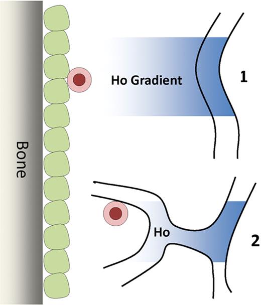 The most primitive hematopoietic stem cells are located in regions with the lowest blood perfusion, suggesting that these cells are either located in regions removed from vascular structures (1), or alternatively, the stem cells may be located next to specialized endothelial cells that do not allow the passive diffusion of various factors (2).